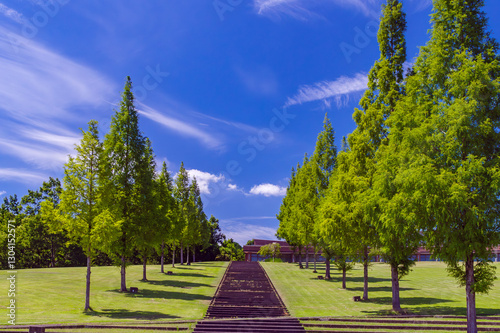 Fototapeta Naklejka Na Ścianę i Meble -  夏の公園、美しい緑の芝生の広場と青空に伸びるメタセコイヤ、鹿深夢の森
