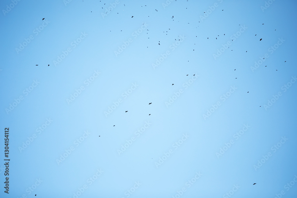 Flock of Birds Flying Against Clear Blue Sky Captured in Minimalistic Nature Photography Flock of Birds Flying Against Clear Blue Sky Captured in Minimalistic Nature Photography