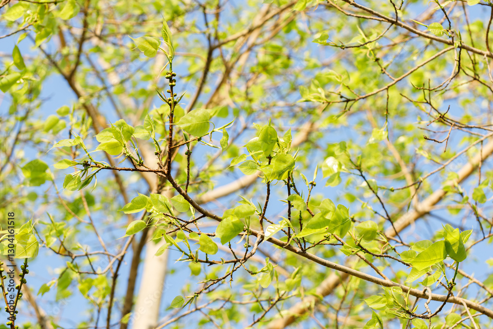 Sacred fig tree or Ficus religiosa with sprouting little light green leaves against clear sky in park.