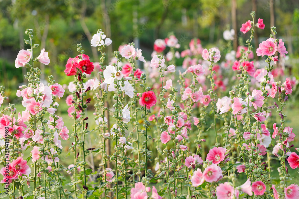 Naklejka premium Pink Hollyhocks or Alcea flower cheerful blooming in natural park.