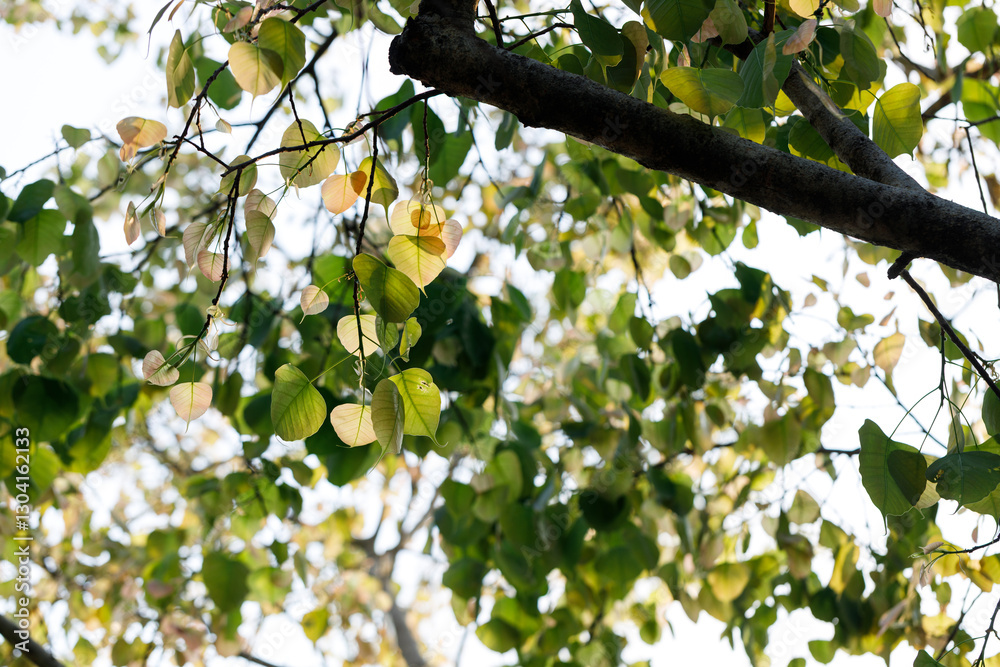 Sacred fig tree or Ficus religiosa with sprouting little light green leaves against clear sky in park. Sacred fig tree or Ficus religiosa with sprouting little light green leaves against clear sky in park.