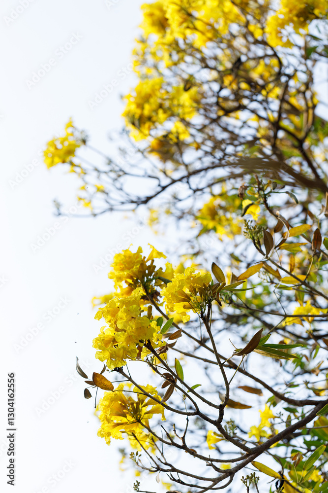 Golden Trumpet tree or Tabebuia chrysotricha blooming in natural park. Golden Trumpet tree or Tabebuia chrysotricha blooming in natural park.