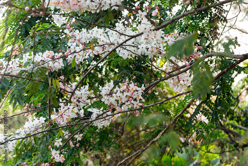 Pink shower or wishing tree cheerful blooming in natural park. Cassia bakeriana. photo