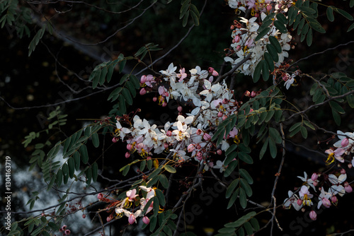 Pink shower or wishing tree cheerful blooming in natural park. Cassia bakeriana. photo