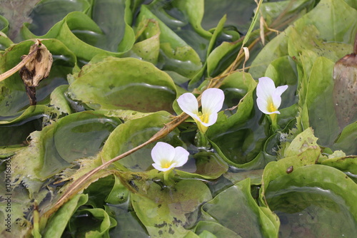 duck lettuce flowers blooming in the pond