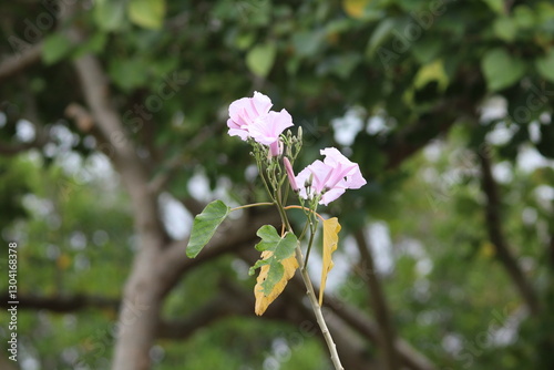 pink morning glory blooming in the park
