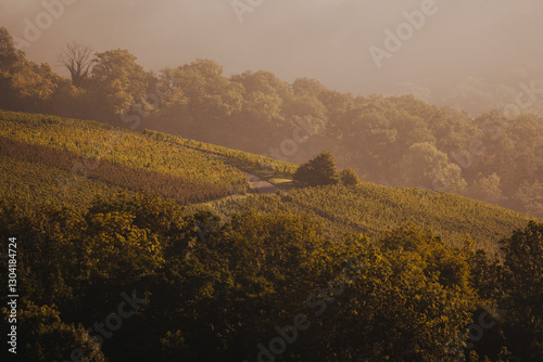 Morgenstimmung in den frostigen Weinbergen von Erlenbach – Herbstlicher Nebel und goldene Sonnenstrahlen über den Reben