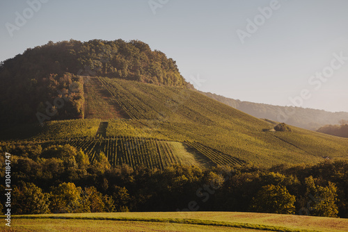 Morgenstimmung in den frostigen Weinbergen von Erlenbach – Herbstlicher Nebel und goldene Sonnenstrahlen über den Reben