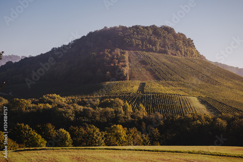 Morgenstimmung in den frostigen Weinbergen von Erlenbach – Herbstlicher Nebel und goldene Sonnenstrahlen über den Reben