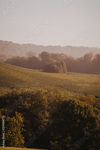 Morgenstimmung in den frostigen Weinbergen von Erlenbach – Herbstlicher Nebel und goldene Sonnenstrahlen über den Reben