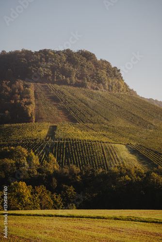 Morgenstimmung in den frostigen Weinbergen von Erlenbach – Herbstlicher Nebel und goldene Sonnenstrahlen über den Reben