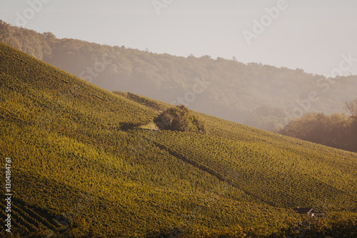 Morgenstimmung in den frostigen Weinbergen von Erlenbach – Herbstlicher Nebel und goldene Sonnenstrahlen über den Reben
