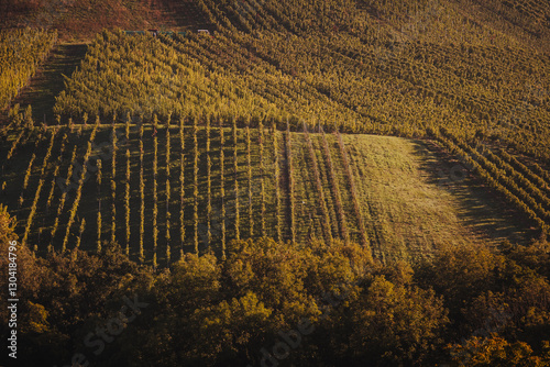 Morgenstimmung in den frostigen Weinbergen von Erlenbach – Herbstlicher Nebel und goldene Sonnenstrahlen über den Reben