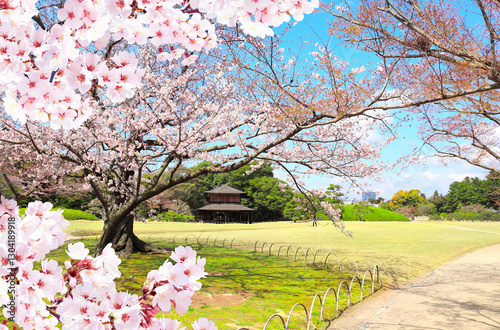 Blooming sakura trees in Koishikawa Korakuen garden, Okayama, Japan. Japanese hanami festival. Cherry blossoming season in Japan. Beautiful nature spring scene with a branch of blooming sakura photo