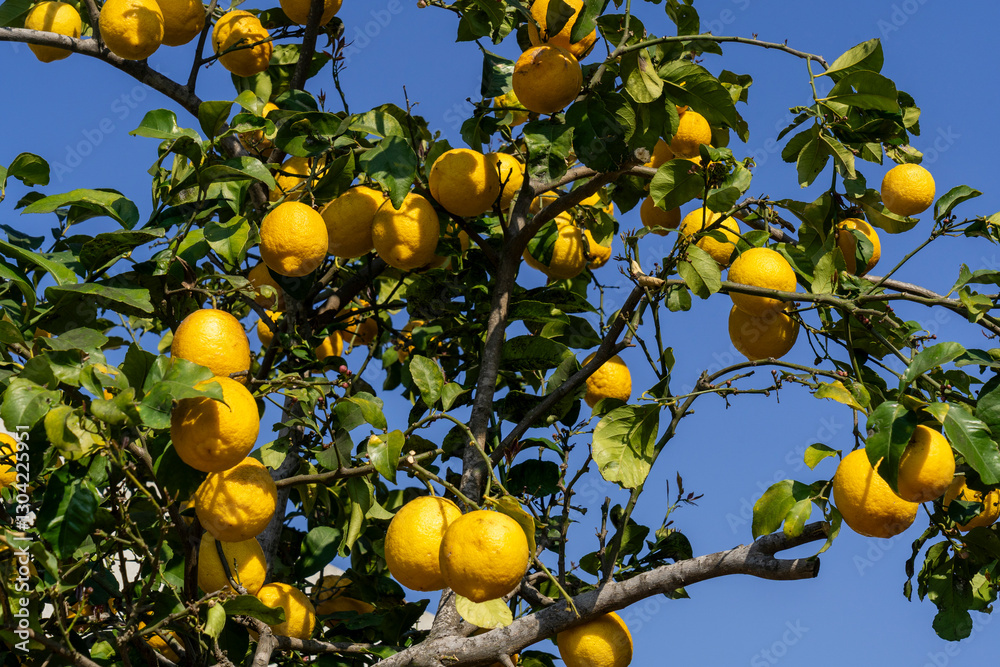 Vibrant Lemon Tree with Fresh Yellow Lemons Under a Clear Blue Sky Vibrant Lemon Tree with Fresh Yellow Lemons Under a Clear Blue Sky
