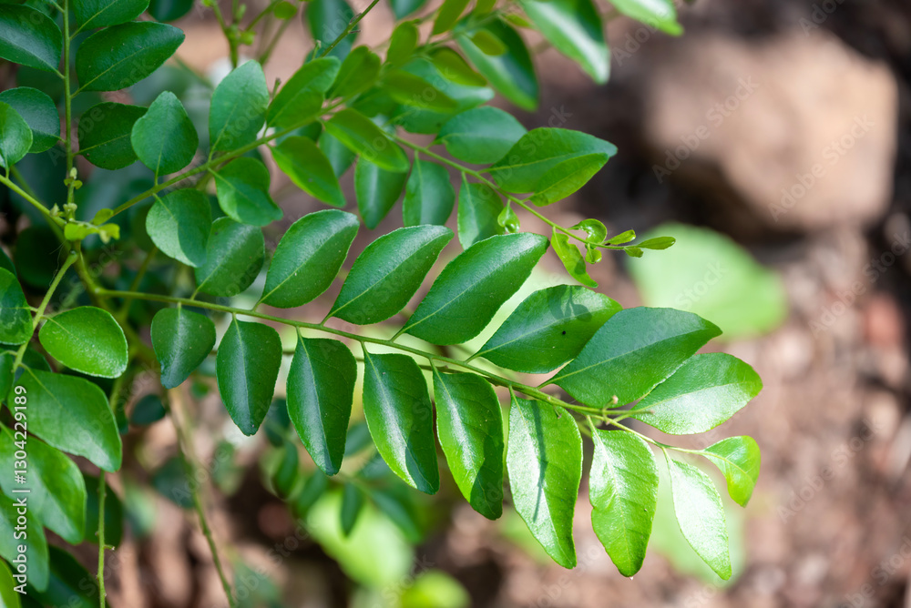 Fresh organic curry leaves, Curry leaves tree plant close up Fresh organic curry leaves, Curry leaves tree plant close up