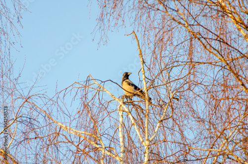 A hooded crow perches high on slender birch branches in golden light. Birdwatching, peaceful mood, telephoto shot, high angle, natural habitat, winter trees, warm glow, sky, wilderness. photo