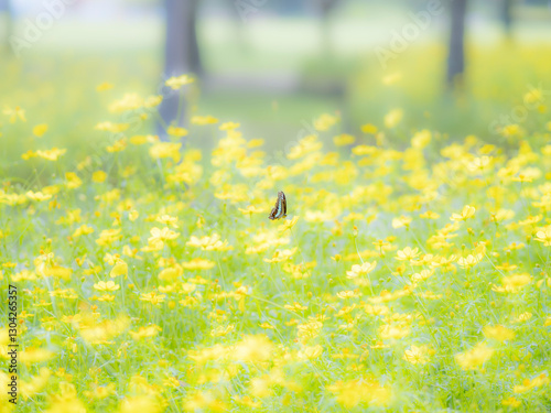 秋の公園や花壇を彩るコスモス（キバナコスモス）のある風景。コスモスとアオスジアゲハ。背景。自然風景素材。眩しい日差しでボケた景色