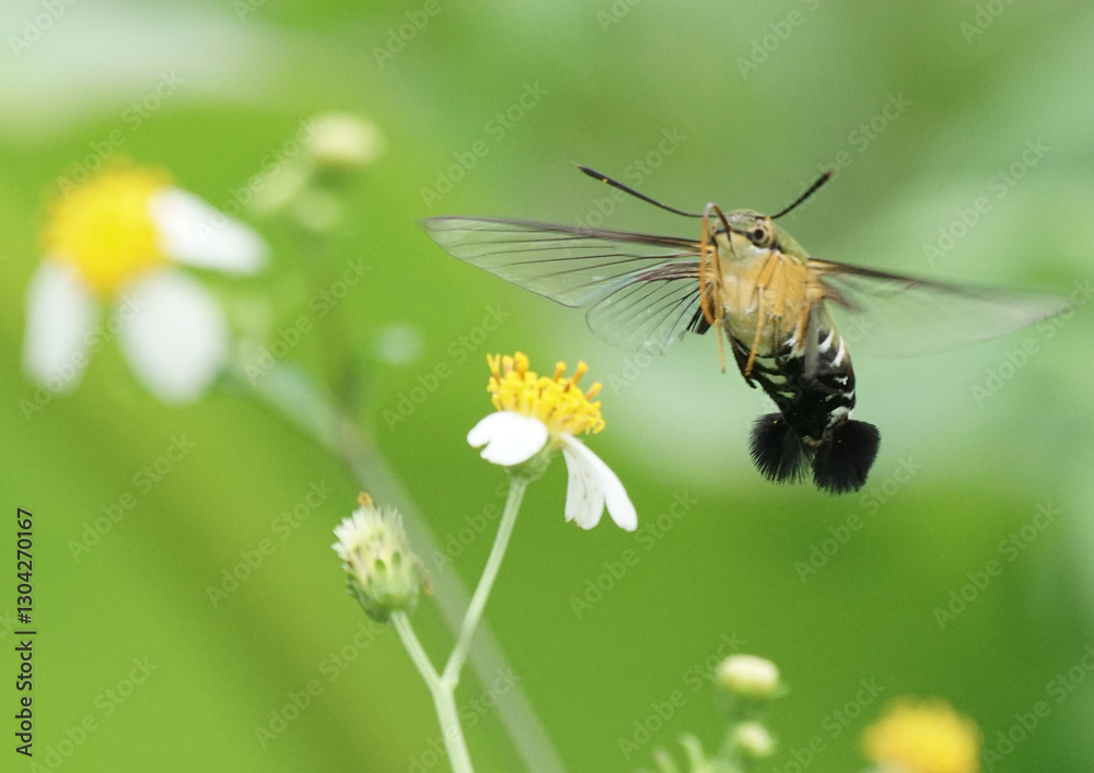 humming moth flying to flower humming moth flying to flower