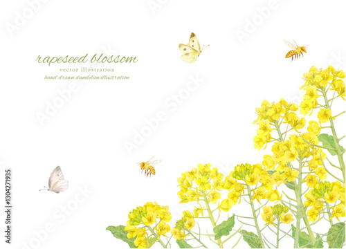 水彩で描いた菜の花のベクターイラスト