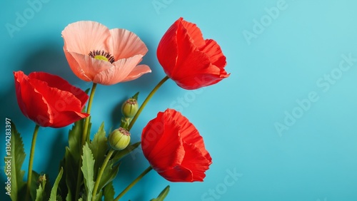 Red poppies on a blue background, Beautiful peach pink and red poppy flowers on pastel blue background, Corn poppy