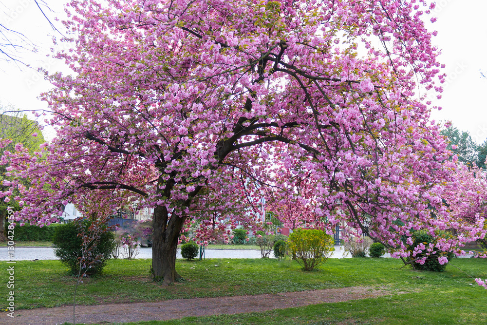 Obraz premium Sakura tree in full bloom. Branches spread wide, green lawn around.backgrounds for advertising design, travel guides, calendars. High quality photo