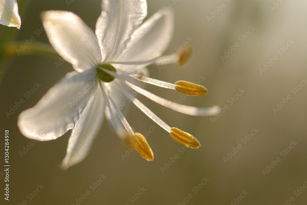 Fototapeta premium Anthericum