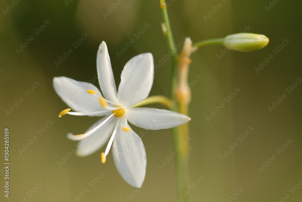 Obraz premium Anthericum