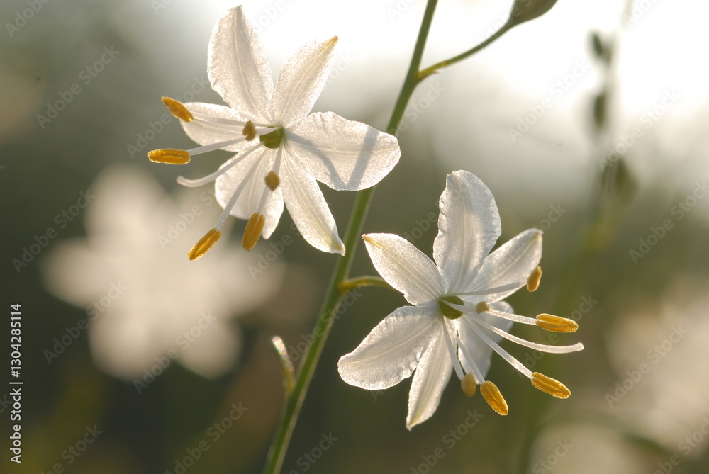 Fototapeta premium Anthericum