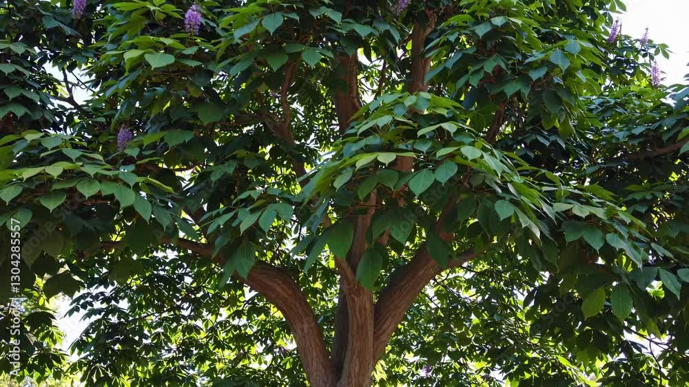 A low-angle video shot captures the lush green canopy of a tree, emphasizing the texture of the trunk and the vibrant leaves against the sky.
