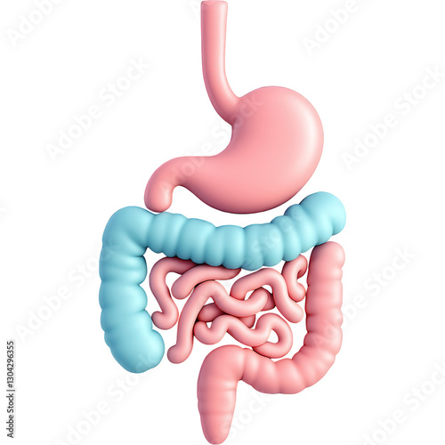 A 3D rendered image of the human digestive system, with the stomach and intestines depicted in smooth, stylized colors. The stomach is pink, while the intestines are shown in a mix of pink and blue, e