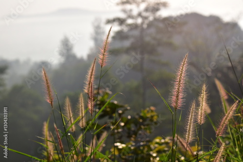 Soft silk grass in the morning the sun rises, Grass flowers and sunlight at sunset photo