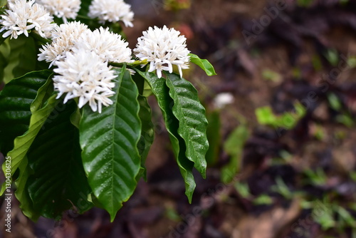 Coffee bean flowers blossom blooming on tree, White Coffee flowers blooming on the coffee plant, Honey bee on Robusta coffee blossom on tree plant with green leaf with black color in background