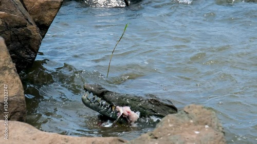 In the sweltering heat of Kruger National Park, a crocodile snatches a fish from the river. Its jaw snaps shut in a dramatic slow motion, capturing the raw intensity of nature's hunt.