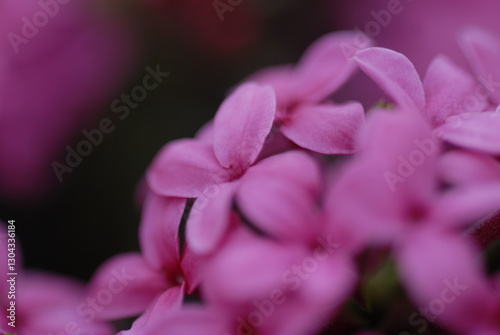 fiore di stecco