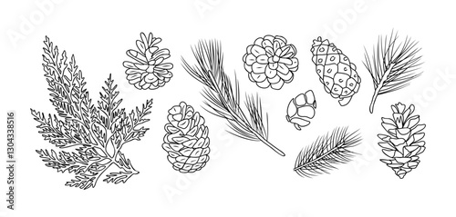 Set of fir branches and pine cones line art vector botanical illustrations. Winter greenery hand drawn black ink sketches collection. Modern design for Christmas greeting cards, background, banners.