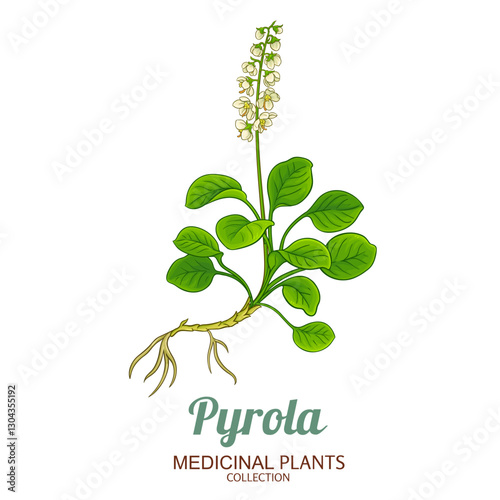 Pyrola Plant with Flowers and Leaves Colored Detailed Illustration. Essential oil ingredient for cosmetics, aromatherapy, health care, alternative medicine. Vector isolated for design or decoration.