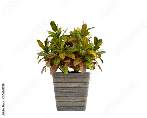 plant in a pot