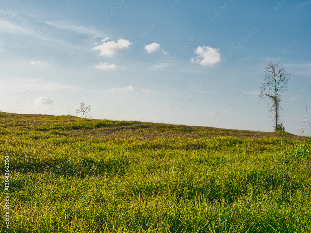 Obraz premium Trees, green fields in the countryside, daytime