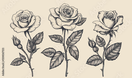 Vintage Victorian Rose Flower Engraving Tattoo Vector Illustration in Minimalist Style