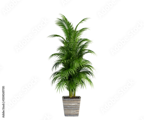 palm tree in a pot