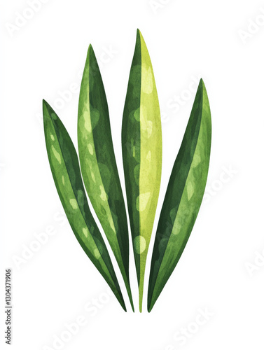 A snake plant isolated on a white background