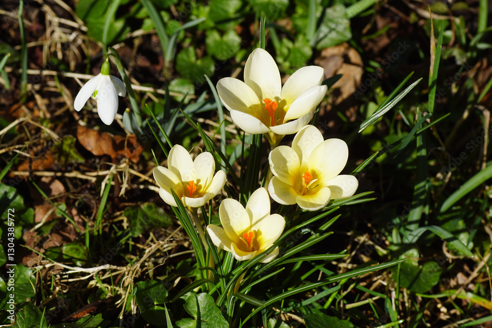 Obraz premium Closeup yellow flowers of crocuses family Iridaceae and a snowdrop (Galanthus nivalis). Dutch garden. Between faded, withered leaves. March 