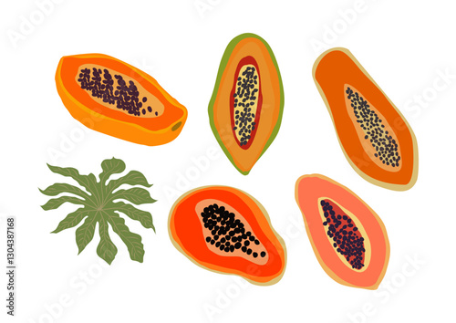 Hand drawn abstract Papaya fruit set. Collection of half halves papaya and leaf vector illustrations isolated on white background. Fresh juicy exotic fruits clip art.