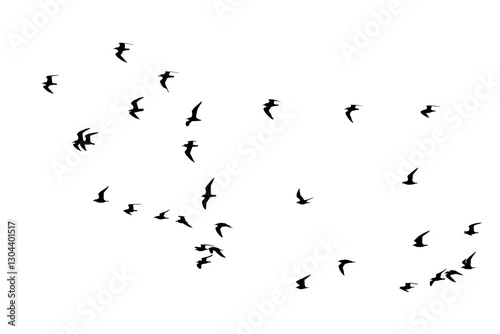 png herd of birds fly on clear backgroung photo