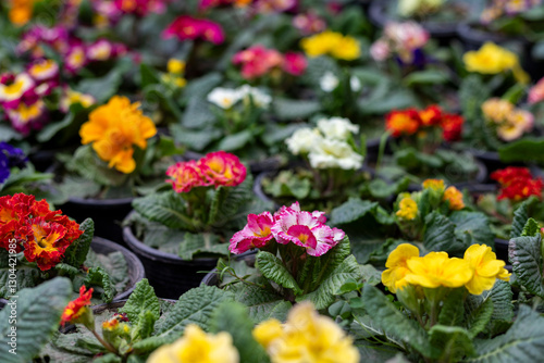 Different Colors of Primrose Flowers in a Serene Garden. Selective focus.