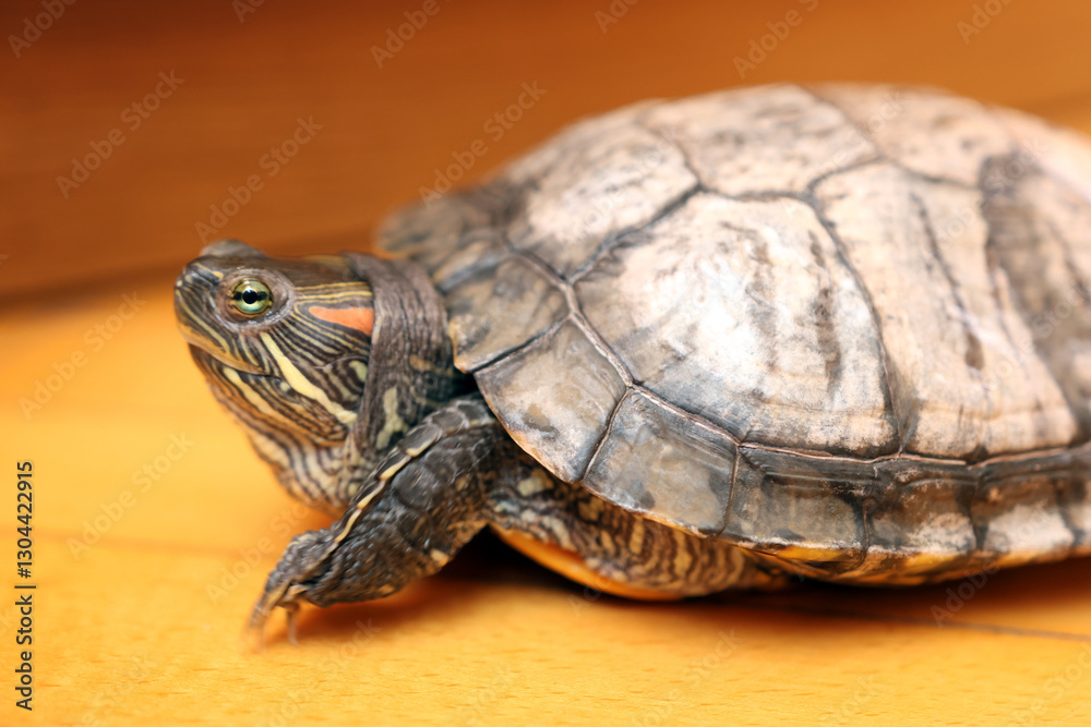 People care for and play with a pet red-eared turtle. People care for and play with a pet red-eared turtle.