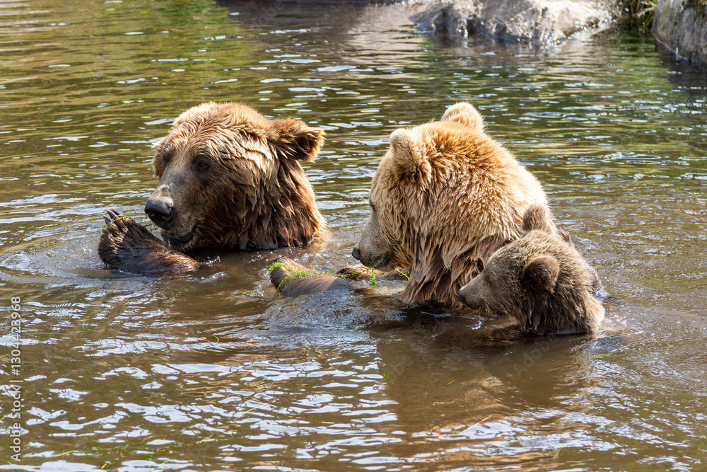 A group of three bears enjoys a playful moment in a river, surrounded by lush green scenery. The sun shines brightly, creating a peaceful atmosphere for their interaction A group of three bears enjoys a playful moment in a river, surrounded by lush green scenery. The sun shines brightly, creating a peaceful atmosphere for their interaction