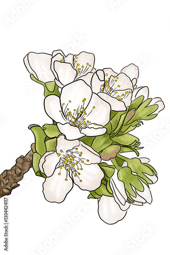 illustration of white blooming cherry blossoms on a branch
