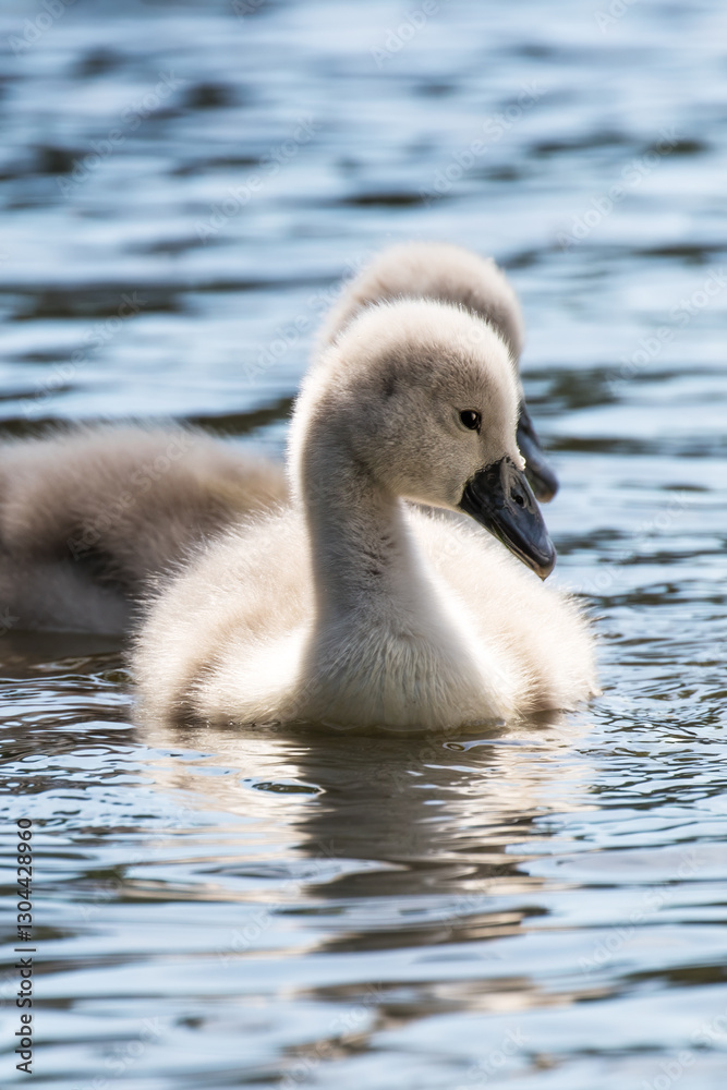 Mute swan cygnets, Cygnus olor, swimming on a lake in Southampton Common, Hampshire, UK. Mute swan cygnets, Cygnus olor, swimming on a lake in Southampton Common, Hampshire, UK.